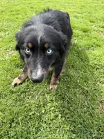Chloe, a female Australian Shepherd for sale in Burlington, CT – 4 of 10