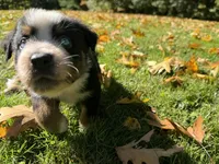 Ranger, a male Australian Shepherd for sale in Burlington, CT – 2 of 10