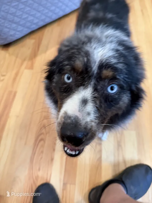 Kellly – Australian Shepherd puppy for sale in Burlington, CT