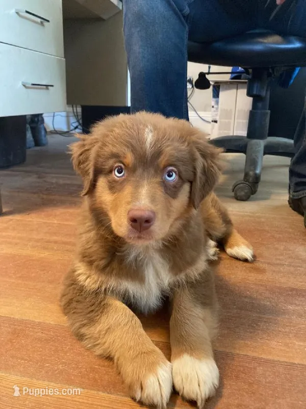 Joy, a female Australian Shepherd for sale in Burlington, CT – Photo 1 of 10
