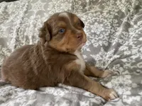 Joy, a female Australian Shepherd for sale in Burlington, CT – Photo 6 of 10