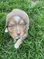 Joy, a female Australian Shepherd for sale in Burlington, CT – Photo 7 of 10