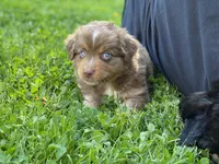 Joy, a female Australian Shepherd for sale in Burlington, CT – Photo 5 of 10