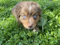Joy, a female Australian Shepherd for sale in Burlington, CT – Photo 2 of 10