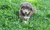 Joy, a female Australian Shepherd for sale in Burlington, CT – Photo 4 of 10