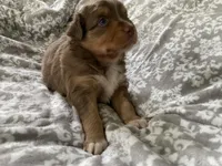 Joy, a female Australian Shepherd for sale in Burlington, CT – Photo 8 of 10