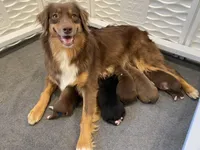 Joy, a female Australian Shepherd for sale in Burlington, CT – Photo 9 of 10