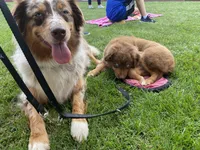 Joy, a female Australian Shepherd for sale in Burlington, CT – Photo 10 of 10