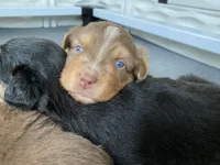Joy, a female Australian Shepherd for sale in Burlington, CT – Photo 3 of 10