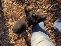 Bear, a male Australian Shepherd for sale in Burlington, CT – 3 of 4