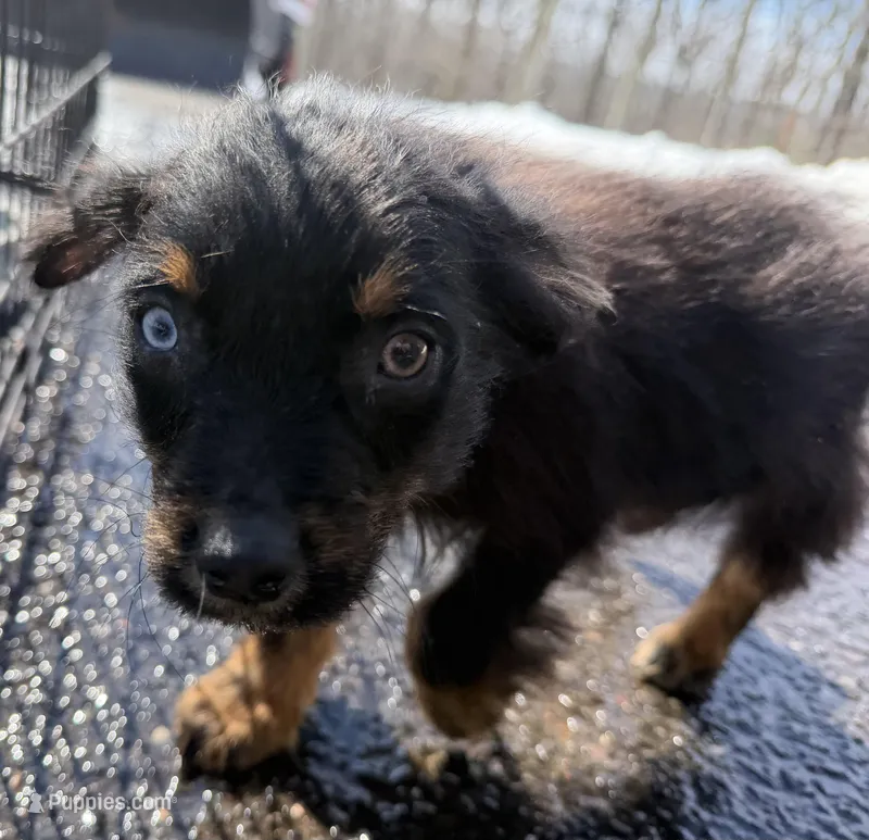 Bear – Australian Shepherd puppy for sale in Burlington, CT