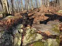 Bear, a male Australian Shepherd for sale in Burlington, CT – 4 of 4