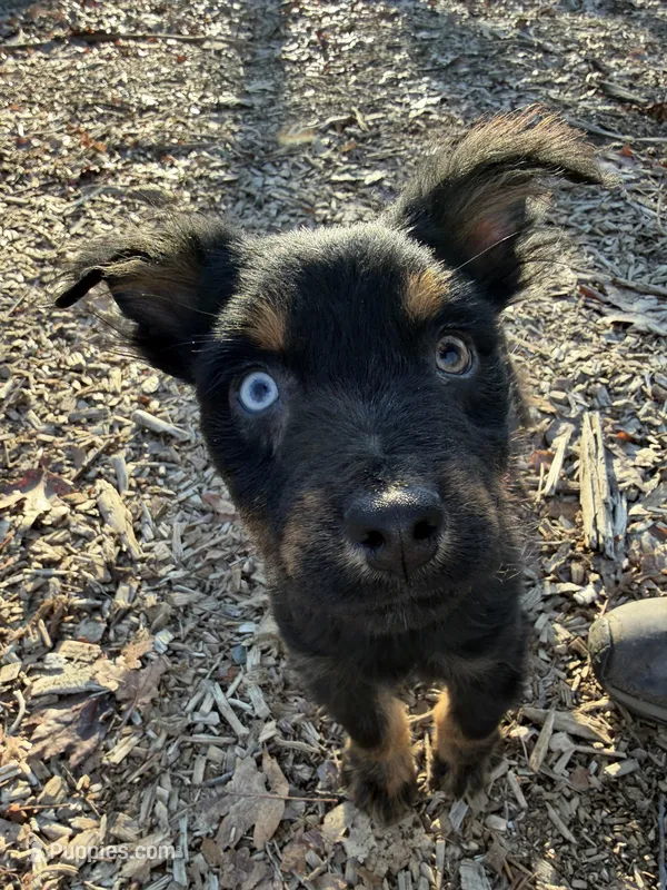 Bear – Australian Shepherd puppy for sale in Burlington, CT