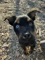Bear, a male Australian Shepherd for sale in Burlington, CT – 1 of 4