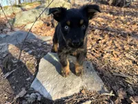 Bear, a male Australian Shepherd for sale in Burlington, CT – 2 of 4