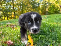 Blaze, a male Australian Shepherd for sale in Burlington, CT – 7 of 10
