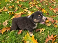 Magic, a male Australian Shepherd for sale in Burlington, CT – 2 of 10