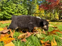 Magic, a male Australian Shepherd for sale in Burlington, CT – 4 of 10