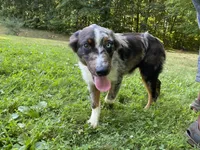Jasmine, a female Australian Shepherd for sale in Burlington, CT – Photo 6 of 10