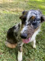 Jasmine, a female Australian Shepherd for sale in Burlington, CT – Photo 5 of 10