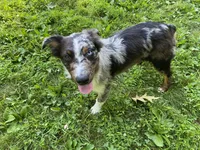 Jasmine, a female Australian Shepherd for sale in Burlington, CT – Photo 8 of 10