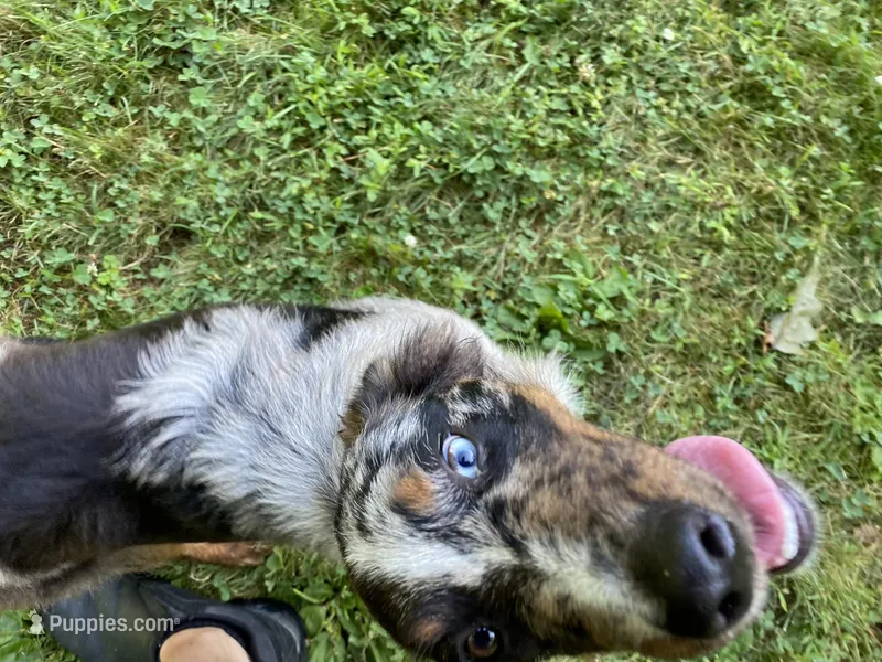 Jasmine, a female Australian Shepherd for sale in Burlington, CT – Photo 1 of 10