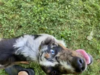 Jasmine, a female Australian Shepherd for sale in Burlington, CT – Photo 1 of 10