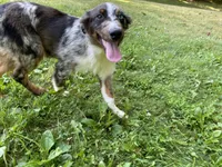 Jasmine, a female Australian Shepherd for sale in Burlington, CT – Photo 4 of 10