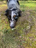 Jasmine, a female Australian Shepherd for sale in Burlington, CT – Photo 7 of 10