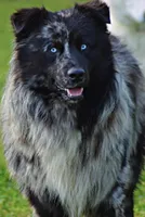 Jasmine, a female Australian Shepherd for sale in Burlington, CT – Photo 10 of 10