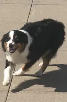 Jasmine, a female Australian Shepherd for sale in Burlington, CT – Photo 9 of 10