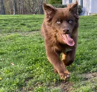 Brownie, a male Australian Shepherd for sale in Burlington, CT – Photo 2 of 10