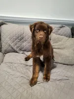 Brownie, a male Australian Shepherd for sale in Burlington, CT – Photo 6 of 10