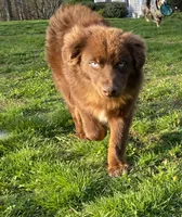 Brownie, a male Australian Shepherd for sale in Burlington, CT – Photo 3 of 10