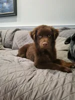 Brownie, a male Australian Shepherd for sale in Burlington, CT – Photo 5 of 10