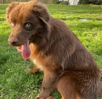 Brownie, a male Australian Shepherd for sale in Burlington, CT – Photo 8 of 10