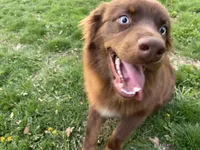 Brownie, a male Australian Shepherd for sale in Burlington, CT – Photo 7 of 10