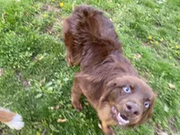 Brownie, a male Australian Shepherd for sale in Burlington, CT – Photo 10 of 10
