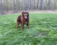 Brownie, a male Australian Shepherd for sale in Burlington, CT – Photo 9 of 10