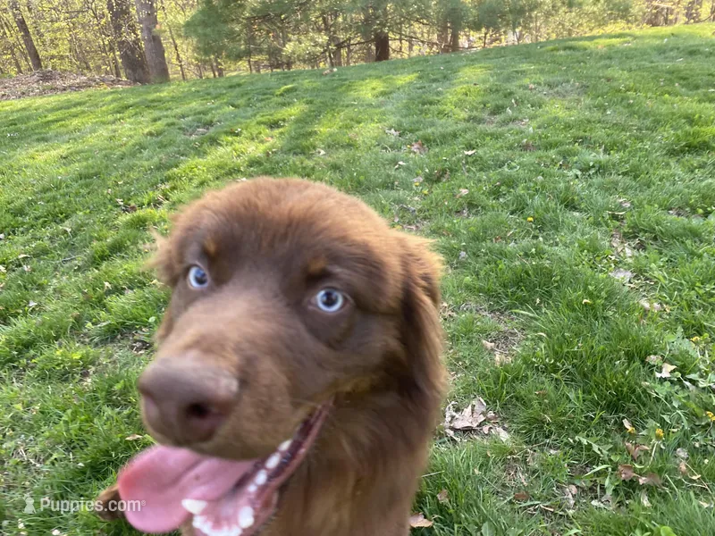 Brownie, a male Australian Shepherd for sale in Burlington, CT – Photo 1 of 10