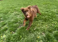 Brownie, a male Australian Shepherd for sale in Burlington, CT – Photo 4 of 10
