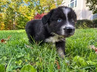 Blaze, a male Australian Shepherd for sale in Burlington, CT – 5 of 10