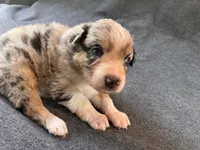 Blueberry, a female Australian Shepherd for sale in Burlington, CT – Photo 4 of 8