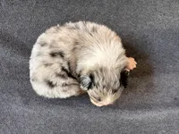 Blueberry, a female Australian Shepherd for sale in Burlington, CT – Photo 5 of 8