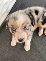 Blueberry, a female Australian Shepherd for sale in Burlington, CT – Photo 2 of 8
