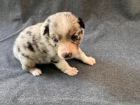 Blueberry, a female Australian Shepherd for sale in Burlington, CT – Photo 1 of 8