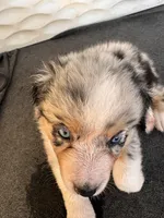 Blueberry, a female Australian Shepherd for sale in Burlington, CT – Photo 8 of 8