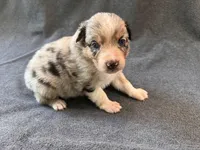 Blueberry, a female Australian Shepherd for sale in Burlington, CT – Photo 6 of 8