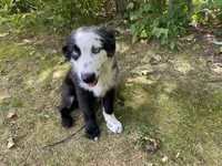 Nate, a male Australian Shepherd for sale in Burlington, CT – Photo 1 of 8
