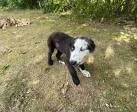 Nate, a male Australian Shepherd for sale in Burlington, CT – Photo 2 of 8